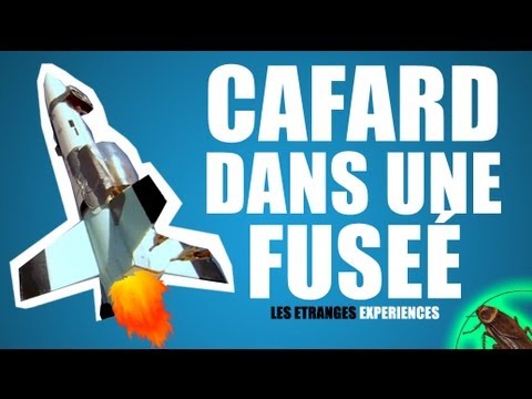 Cafard dans une fusée – les étranges expériences