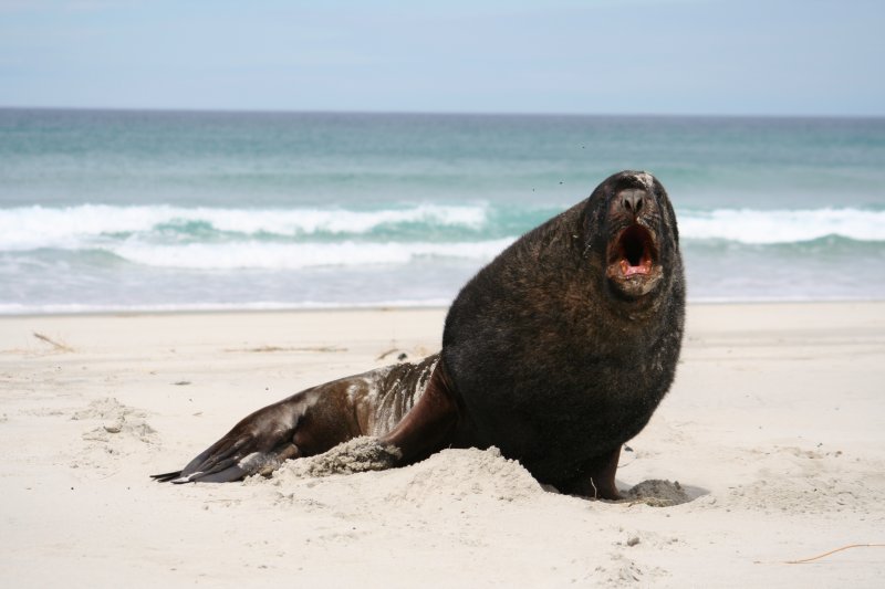 Un lion de mer en mode guerrier !