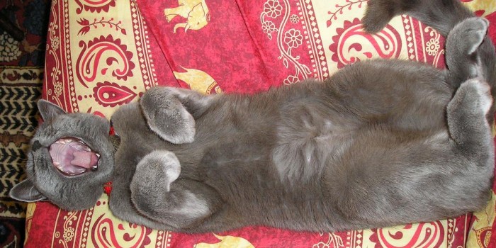 Sauvetage d’un chaton…