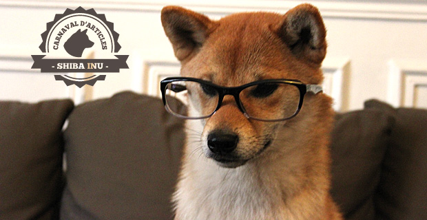 Qui est le coupable : un chien clame son innocence…