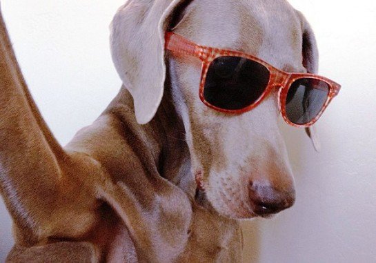 Un chien fait des vocalises…
