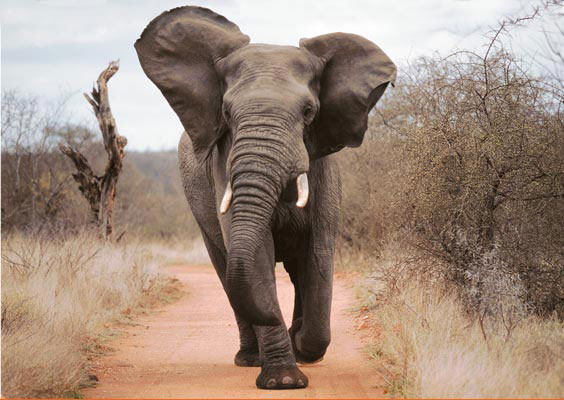 Charge d’un éléphant sur une jeep de touriste