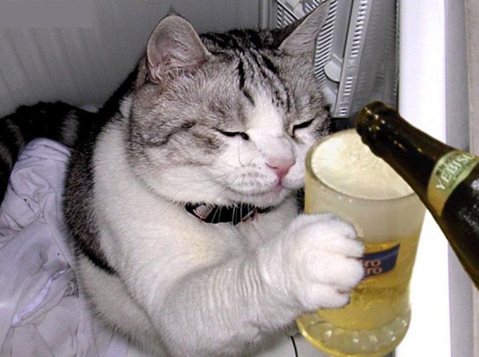 Un chat impossible à distraire !