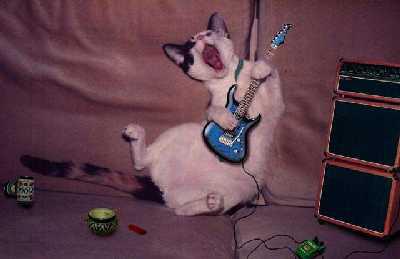 Le chat qui n’aime pas la musique…