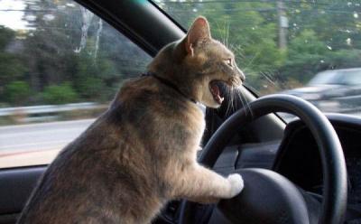 Un chat klaxonne…
