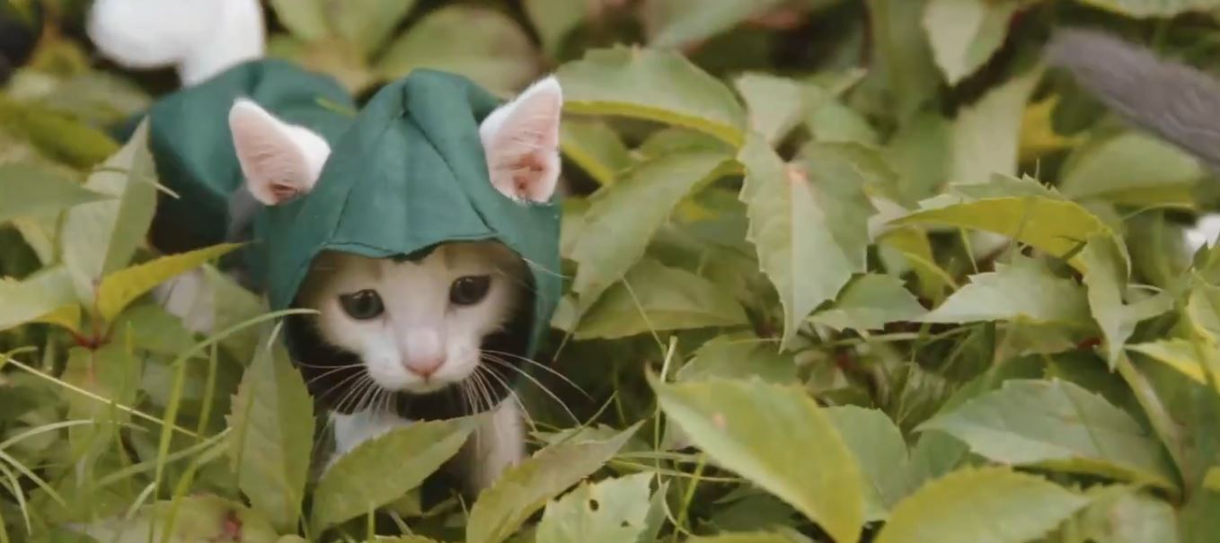 Assassin’s Creed Unity en version chatons…