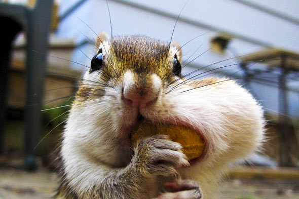 Maman chipmunk fait son nid…