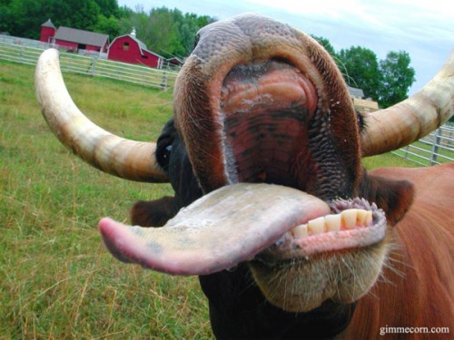 Souffler dans le cul d’une vache !
