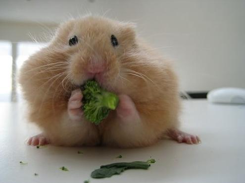 Un hamster qui a rien compris au principe !