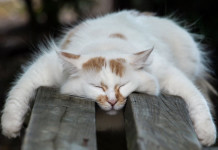 le-sommeil-du-chat