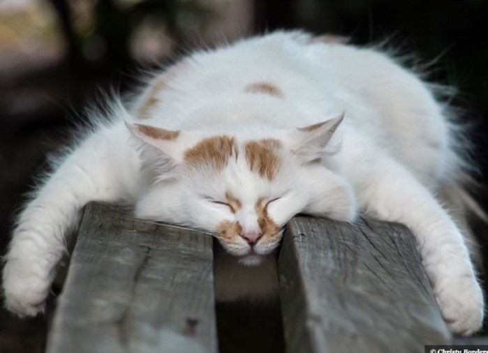 Фото спящих ленивых котов