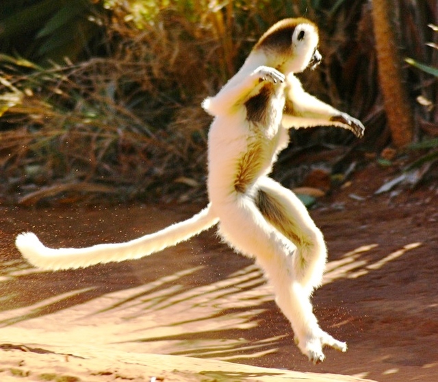 Un lémurien qui danse…