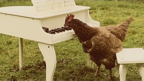 My Chicken’s Symphony