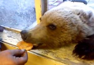 Un ours réclame à manger à la fenêtre…