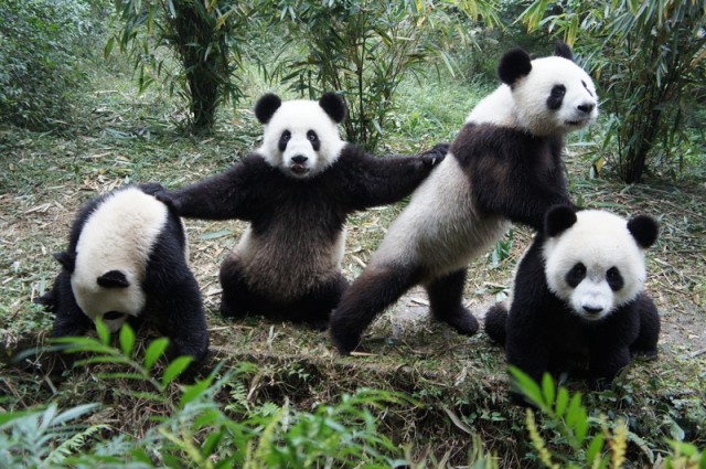 Vidéo Cute : donner des médicaments à des bébés pandas