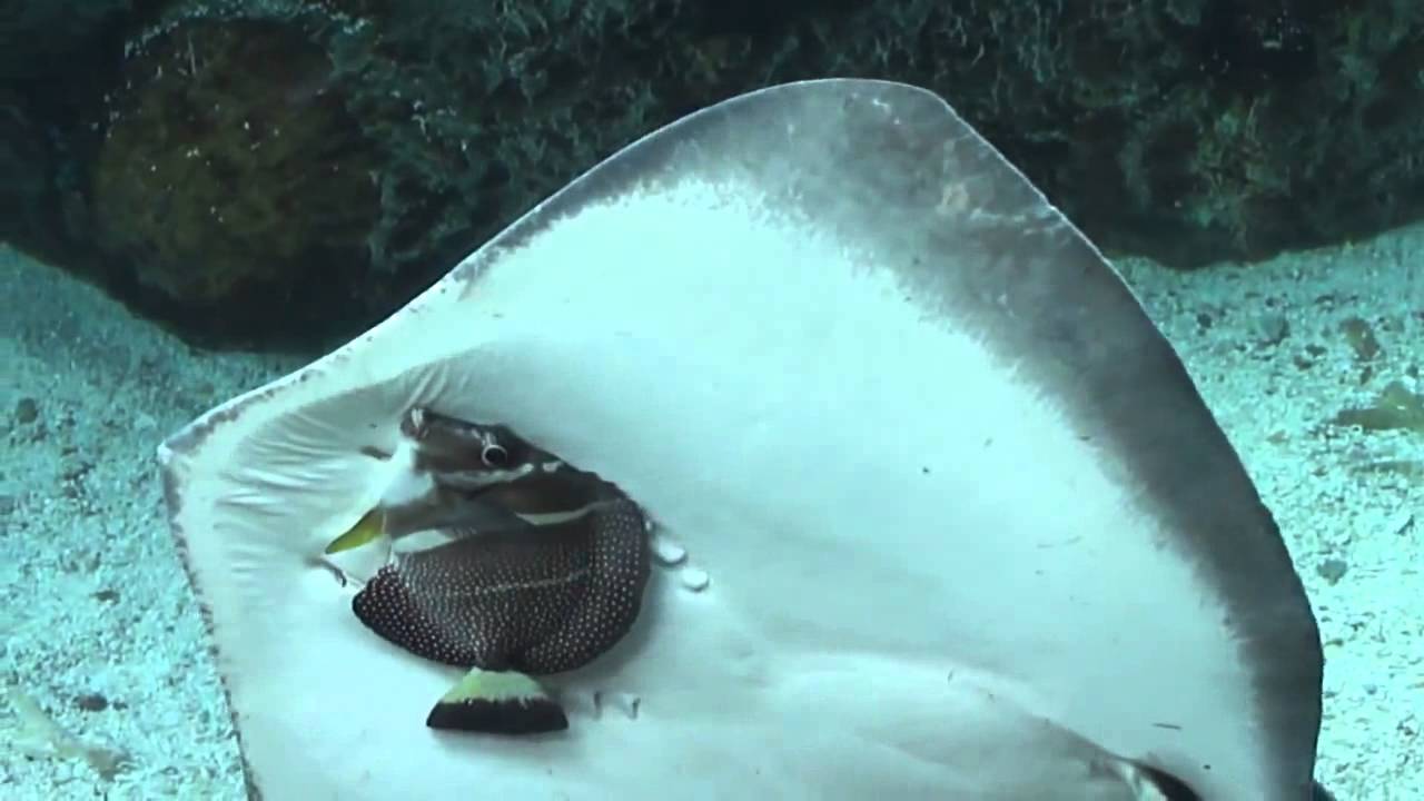 Une raie essaie de manger un poisson dans un aquarium…