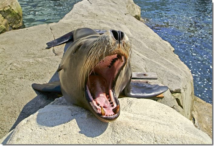 Un lion de mer éjecte un chien du bateau…