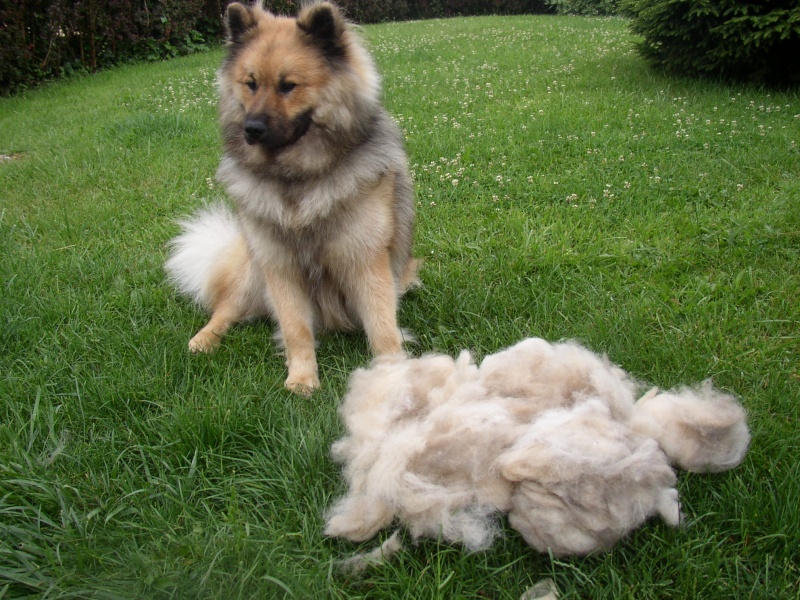 Brosser un chien poilu, c’est la galère…