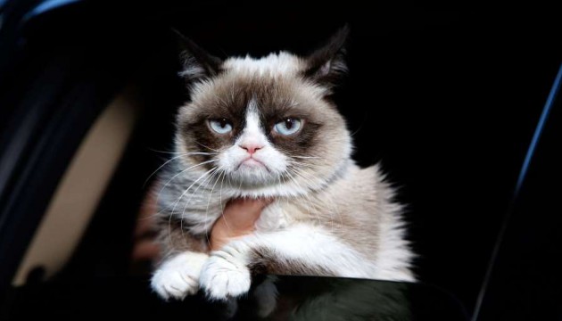 Ce que voient les chats