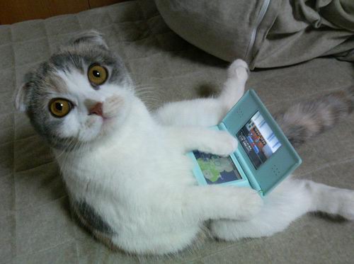 Ce chat semble avoir des TOC