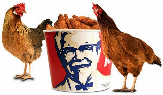Comment KFC fait réellement ses poulets frits ?