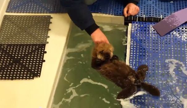 Un bébé loutre apprend à nager