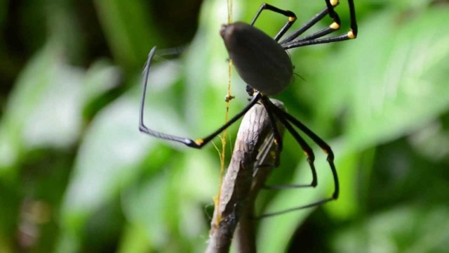 Une araignée dévore un serpent