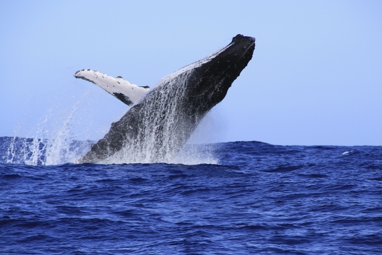 Baleines à bosses dans un fjord de Norvège