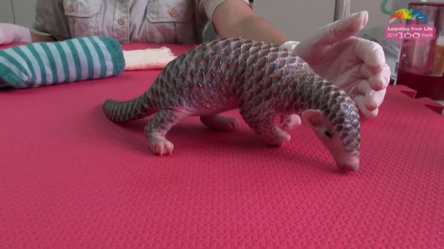 Vidéo So Cute : un petit bébé pangolin