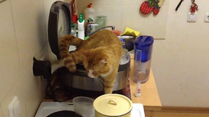 Un chat urine dans une friteuse