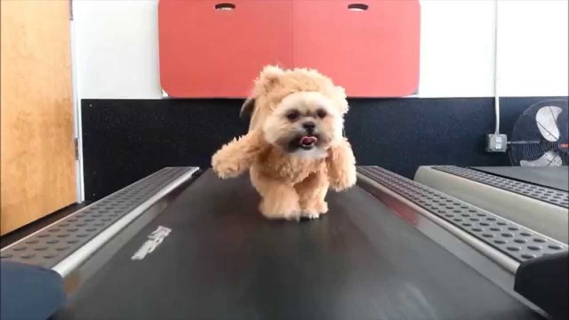 Un chien Ewok sur un tapis de course