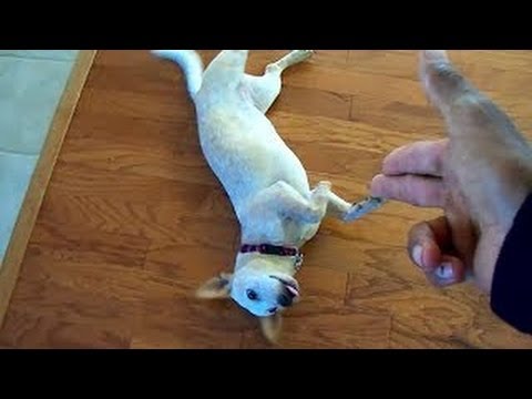 Un chien fait le mort