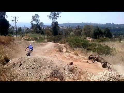 Epic fail d’un chien qui suit son maitre à vélo