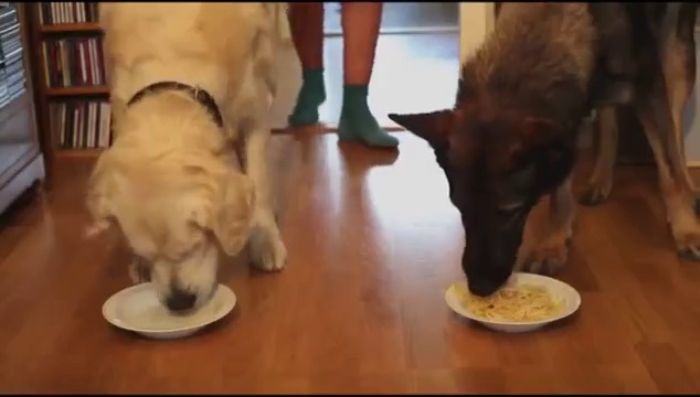 Concours de spaghettis entre deux chiens