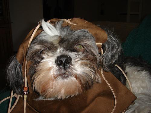 Chien en mode Ewok