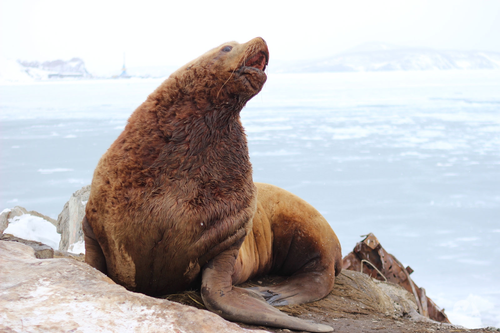 Un lion de mer rackette de pêcheurs
