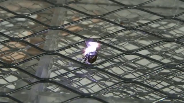 Raquette électrique Vs Mouches en mode slow motion