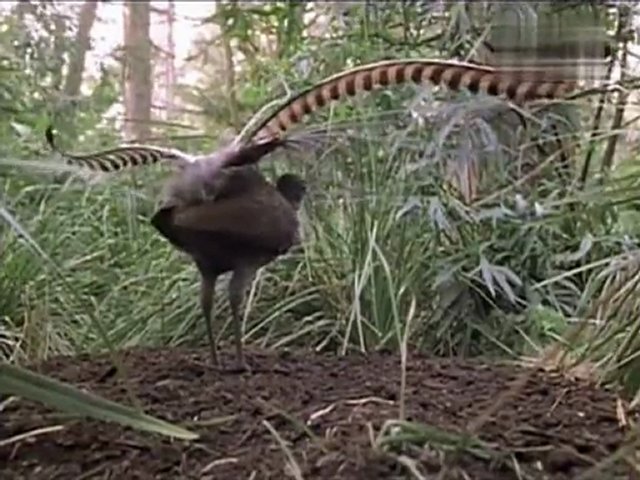 Un oiseau imite le bruit d’un pistolet laser