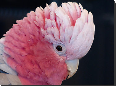 Un perroquet cacatoès est mort de rire