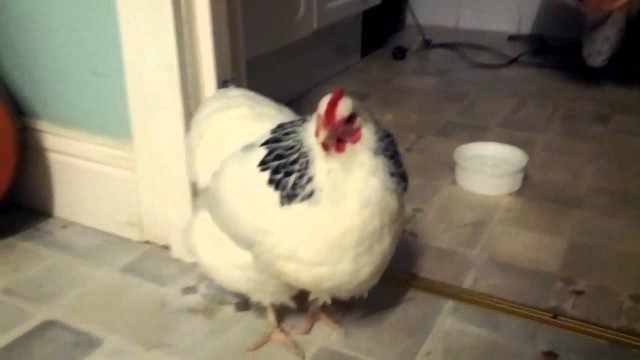 Une poule éternue !