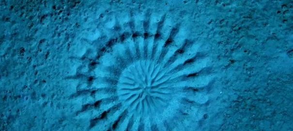 Rosace de sable sculptée par un poisson