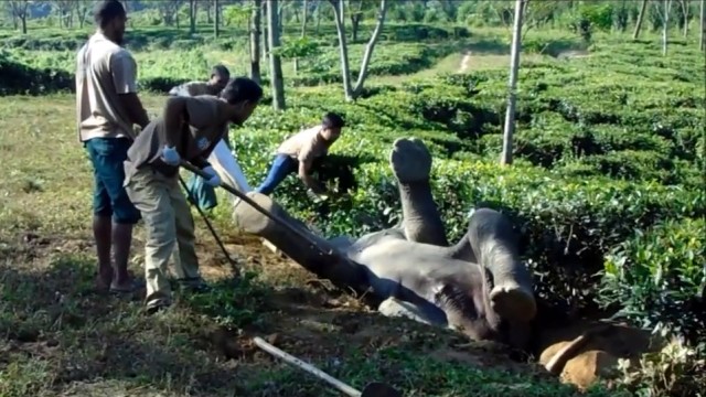 Sauvetage d’un éléphant bloqué sur le dos