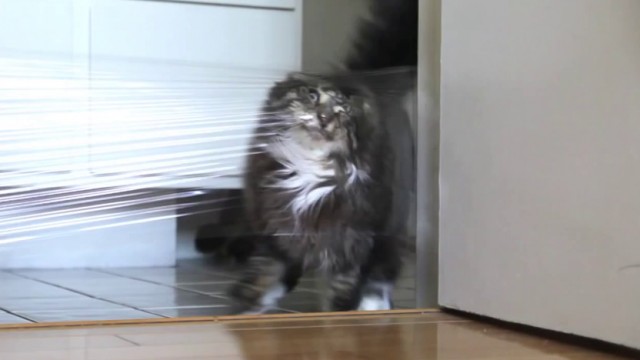 Troller un chat
