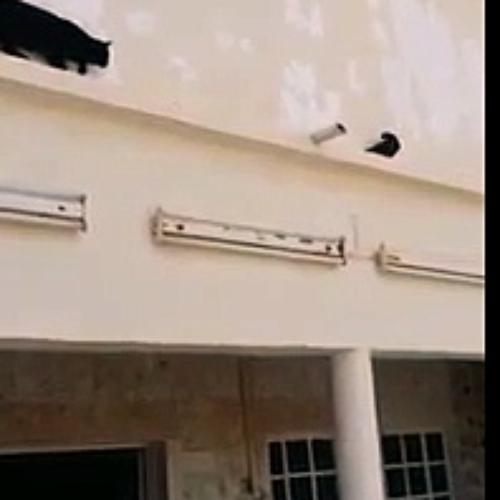 Chat vs pigeon vicieux