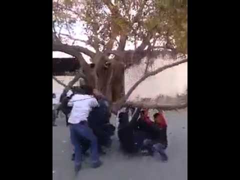 Attraction à sensations fortes avec un arbre