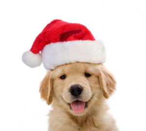 Un chat et 13 chiens fêtent Noël autour d’un bon repas