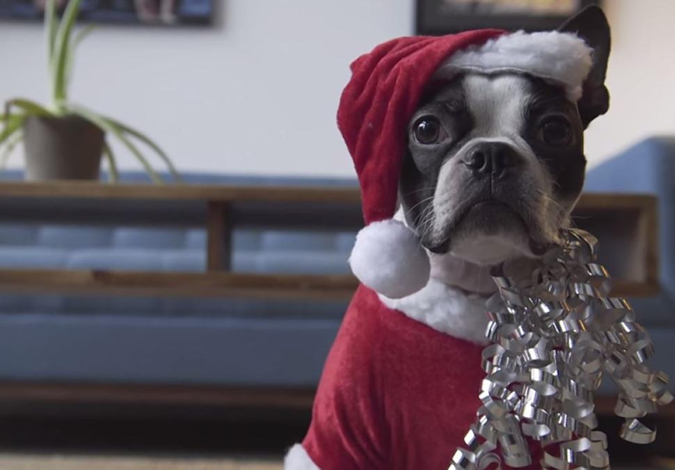Le cadeau idéal pour un chien, un aspirateur Roomba