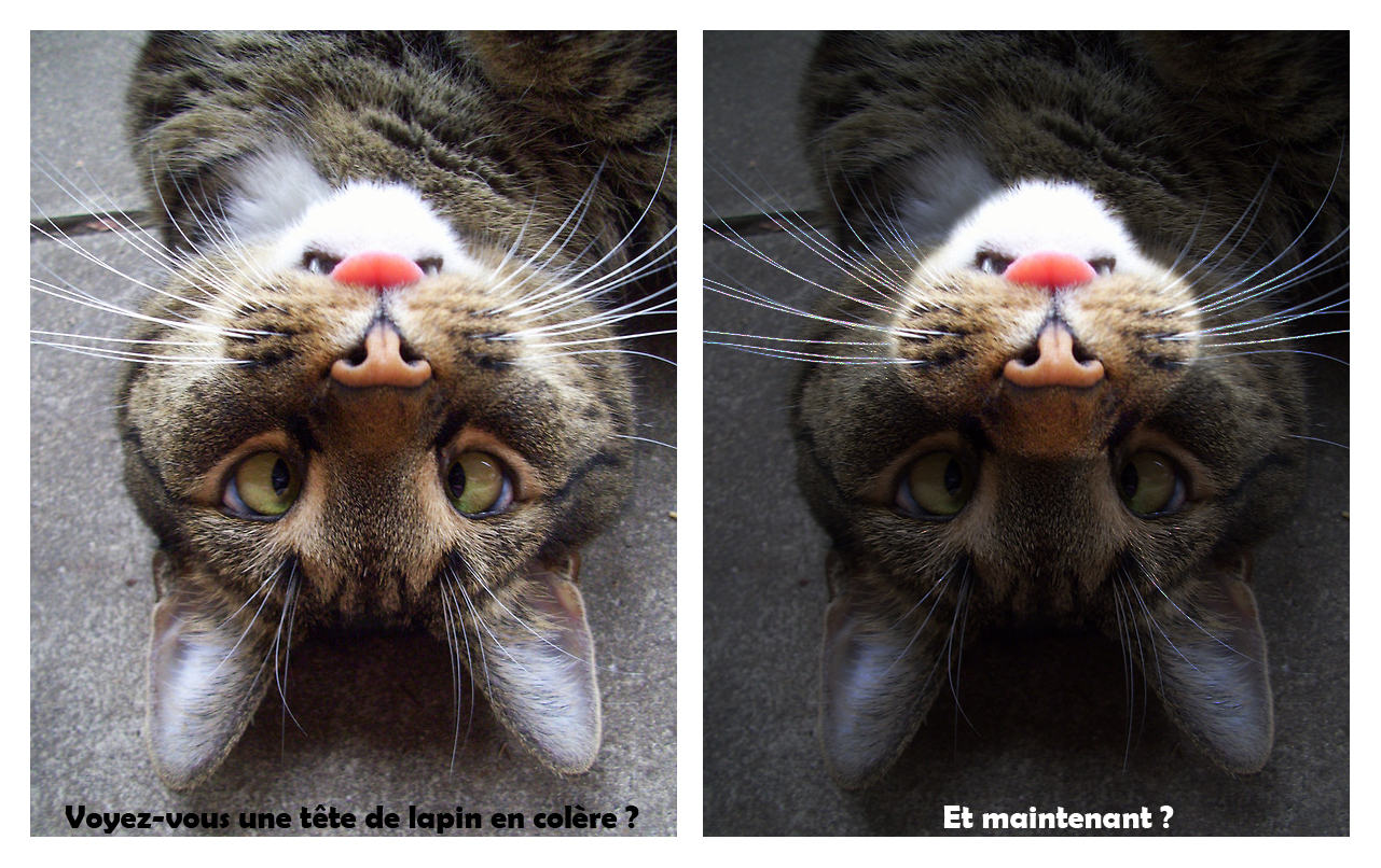 Un chat joue au jeu de la taupe
