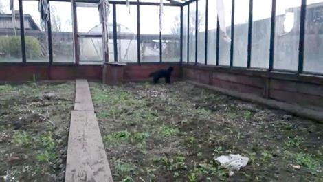 Un chat ninja sort d’une serre par la fenêtre…