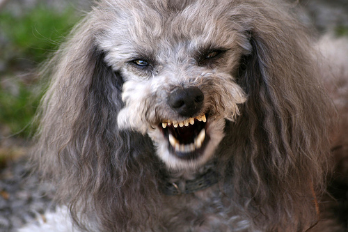 Un chien s’entraine pour danse avec les stars